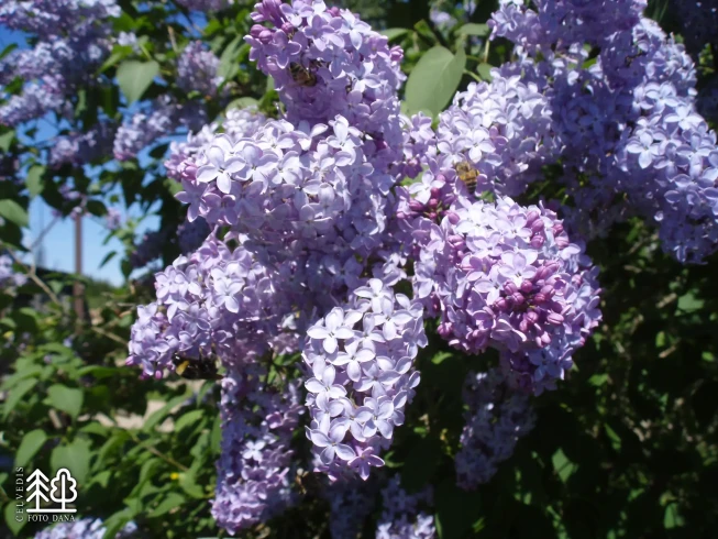 Syringa vulgaris